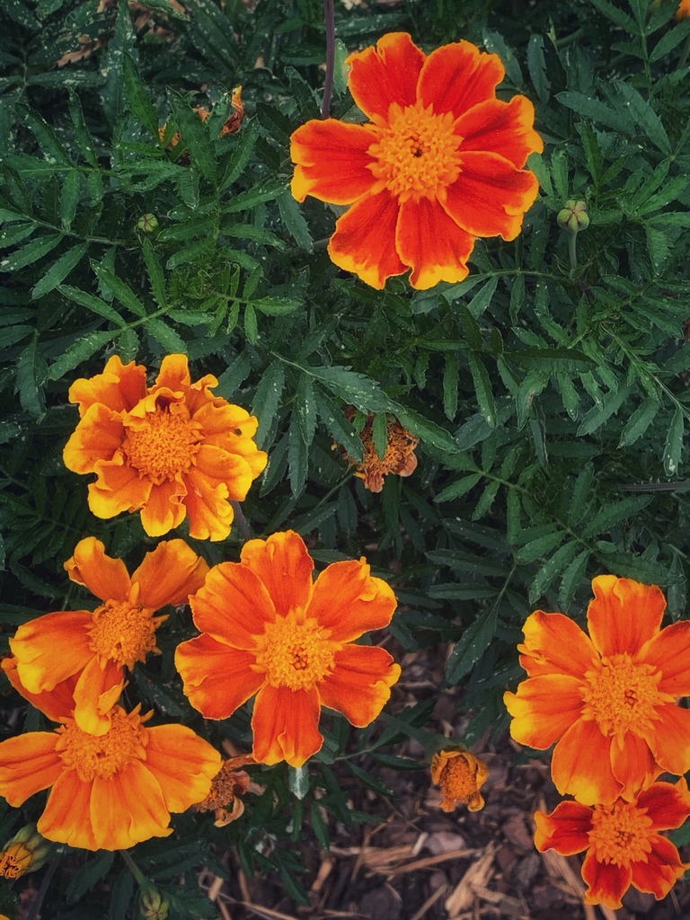 Image of Marigolds as loofah companion plants