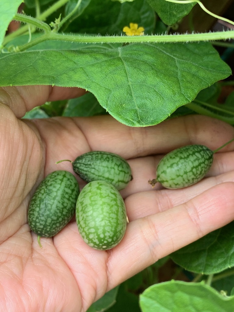 How to grow Cucamelon in a small space, in shade - Harvest and taste test!!  Mini Mexican cucumbers 