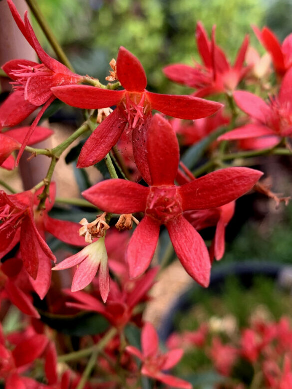 Christmas Bush Grow Guide Australian Natives The Gourmantic Garden