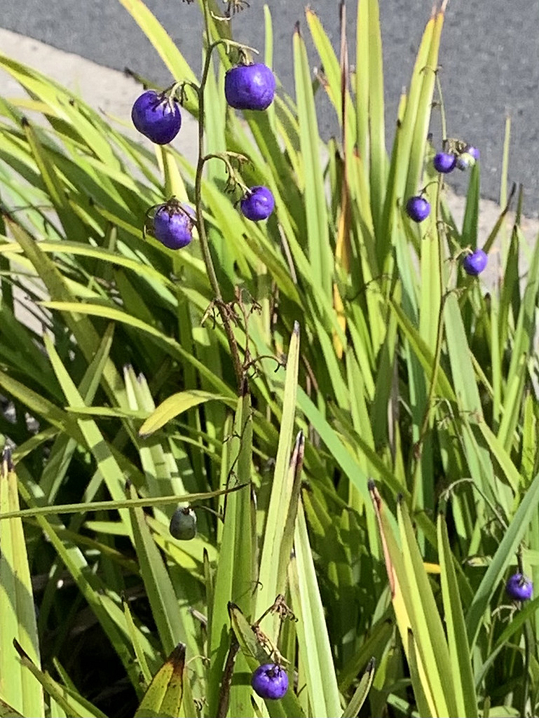 Image of Blue Flax Lily plant