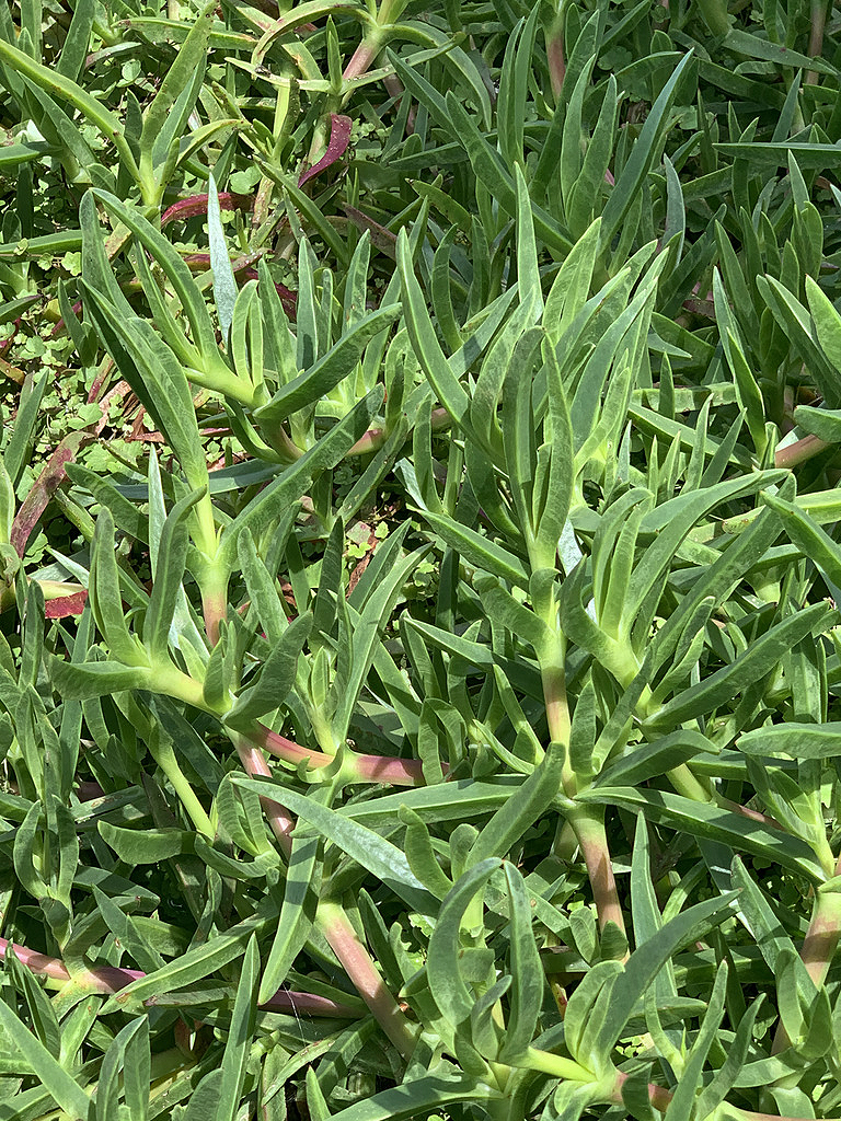 Pigface Grow Guide - Bush Food - The Gourmantic Garden