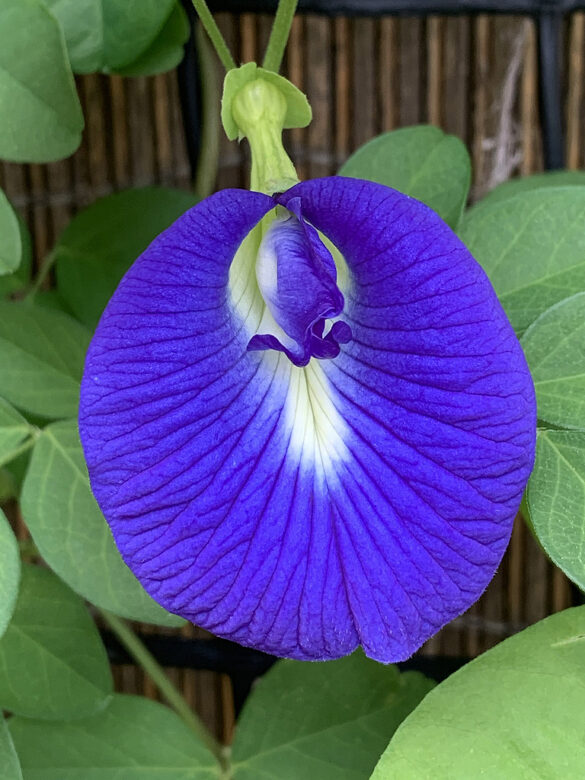 Butterfly Pea Flower Grow Guide The Gourmantic Garden