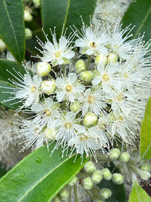 Australian Native Edibles: Growing Bush Food - The Gourmantic Garden