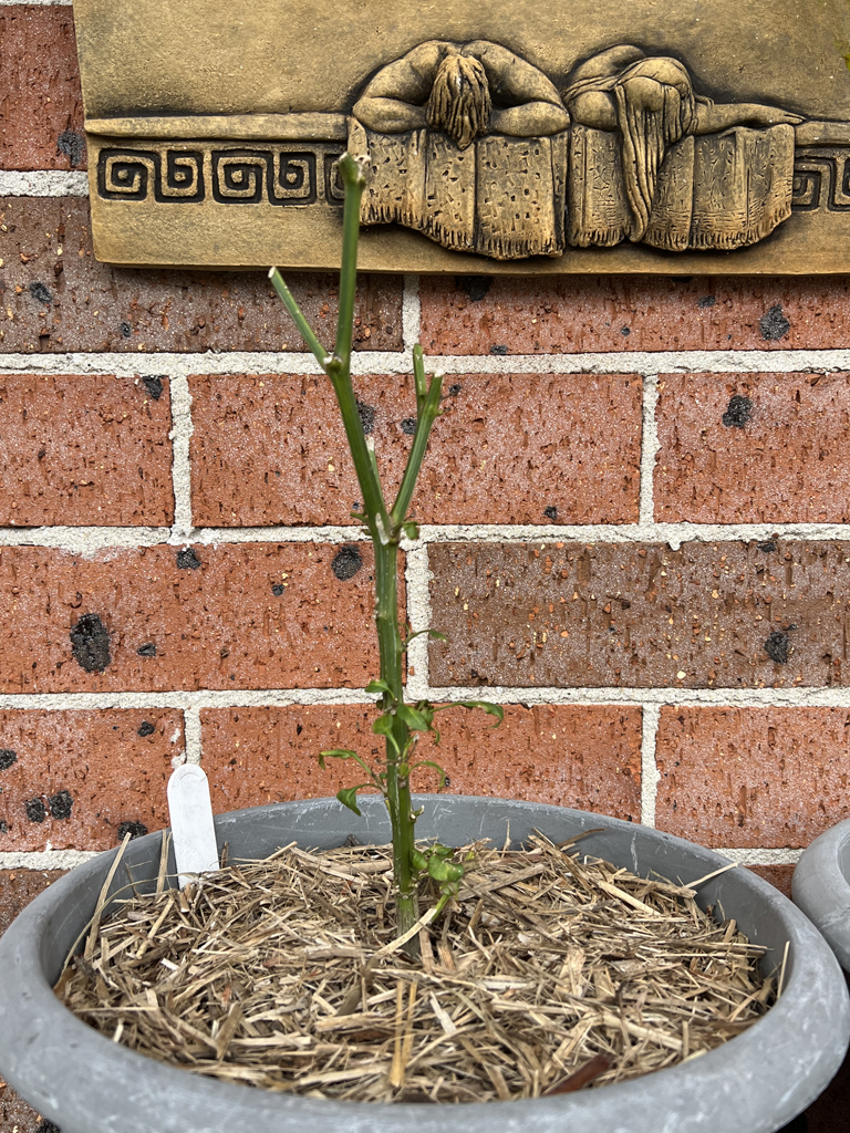 Overwinter Chilli Plants The Gourmantic Garden