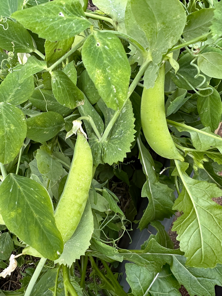Sugar Snap Peas Grow Guide - The Gourmantic Garden
