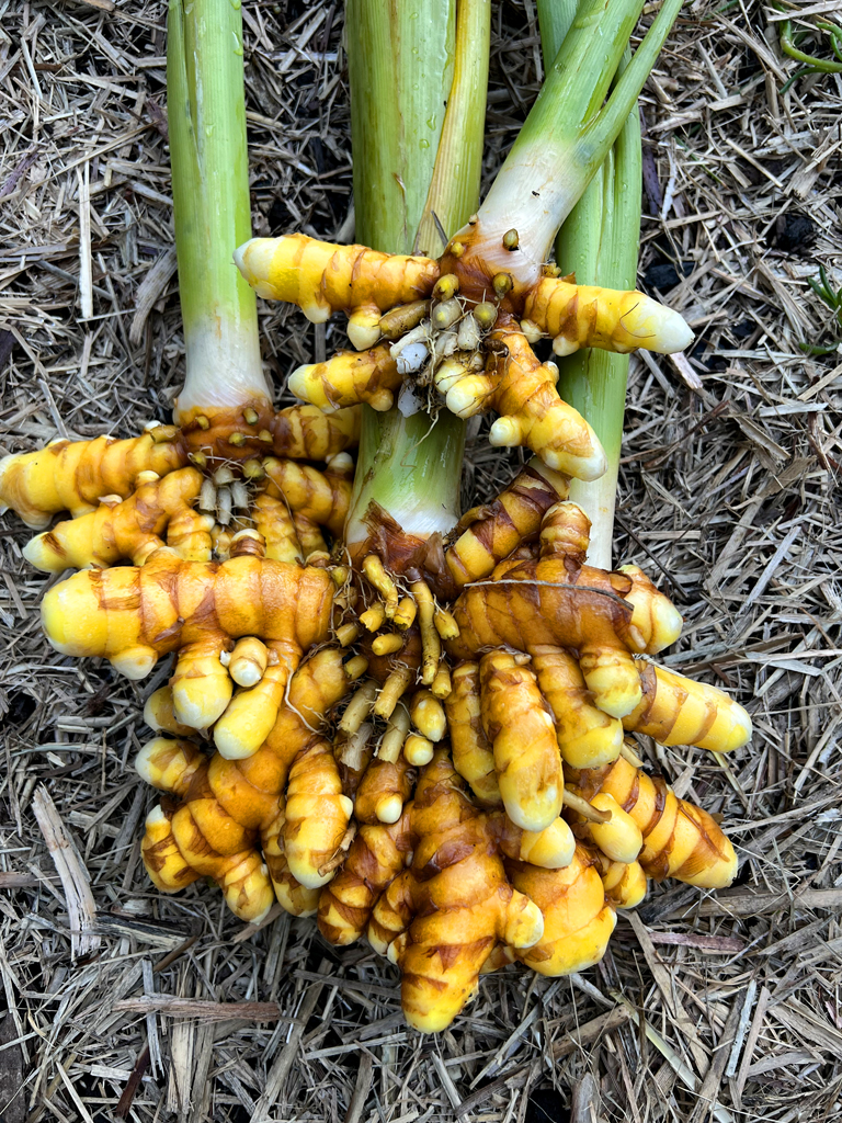 Turmeric Plant Varieties At Sarah Fox Blog Turmeric Plant Varieties At Sarah Fox Blog