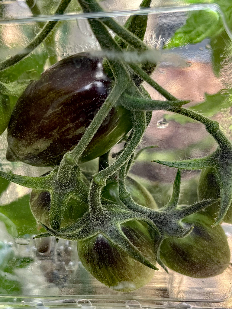 Protecting Tomato Plants in a Heatwave