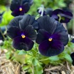 What to Grow in February (Temperate Climate Australia)